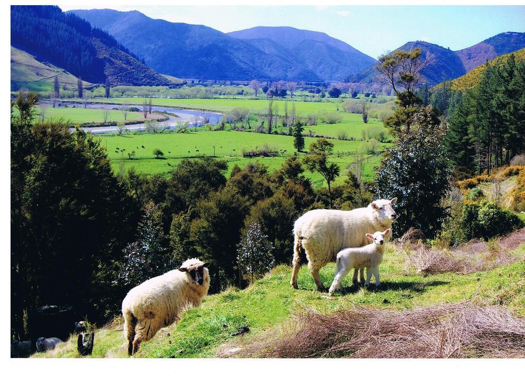 Appartamento Pelorus Heights Havelock Esterno foto