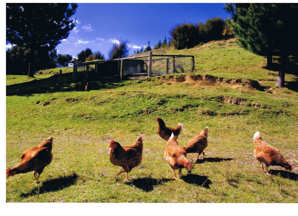 Appartamento Pelorus Heights Havelock Esterno foto